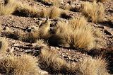 BOLIVIA - Verso il Chile - 01 Viscacha